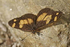 Acraea ansorgei