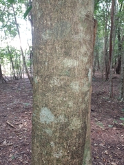 Lonchocarpus castilloi