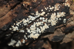 Polydesmia pruinosa