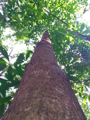 Lonchocarpus castilloi