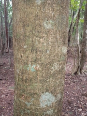 Lonchocarpus castilloi