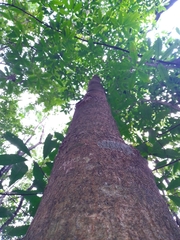 Lonchocarpus castilloi