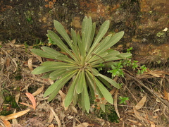 Espeletia corymbosa