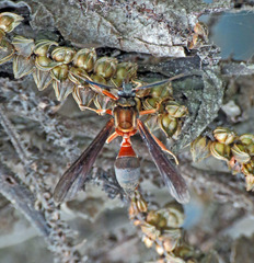 Myrmecopsis