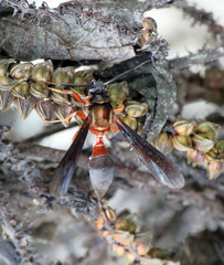 Myrmecopsis