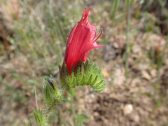 Echium creticum creticum