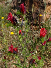 Echium creticum creticum