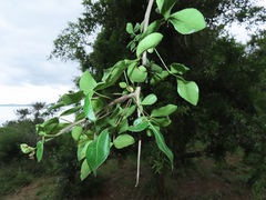 Commiphora neglecta