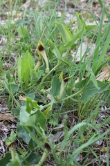 Aristolochia paucinervis