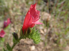 Echium creticum creticum