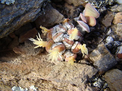 Conophytum ficiforme