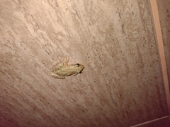 Scinax nasicus