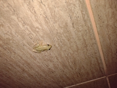 Scinax nasicus