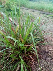 Liliopsida