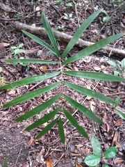 Zamia prasina