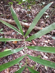 Zamia prasina