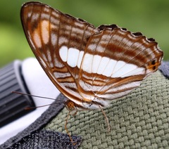 Adelpha iphiclus