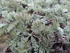 Potentilla candicans