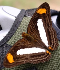 Adelpha iphiclus