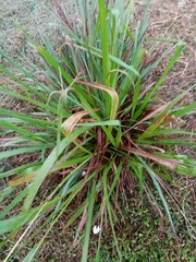 Liliopsida