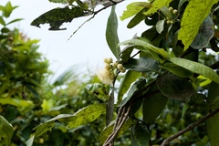 Syzygium