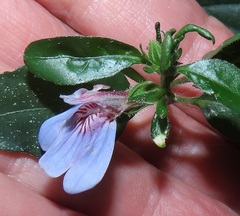 Justicia petiolaris