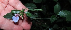 Justicia petiolaris