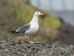 Larus fuscus