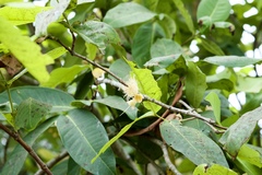 Syzygium