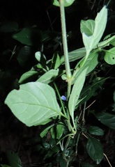 Justicia petiolaris