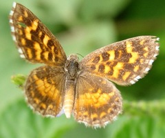 Aricoris propitia