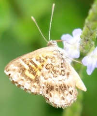 Aricoris propitia