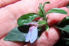Justicia petiolaris