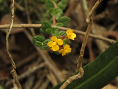 Chaetolepis microphylla