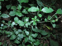 Justicia petiolaris