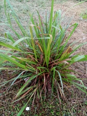 Liliopsida