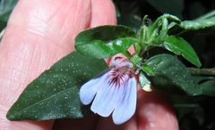 Justicia petiolaris