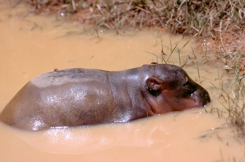 Pygmy Hippopotamuses