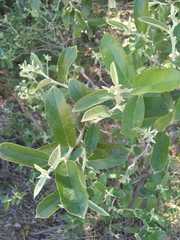 Moquiniastrum argentinum