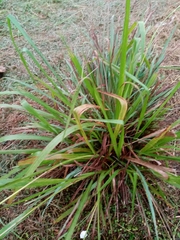 Liliopsida