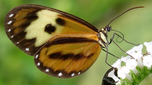 Ceratinia cayana