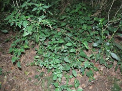 Justicia petiolaris
