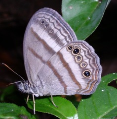 Cissia myncea