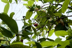 Syzygium