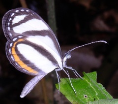 Moschoneura pinthous