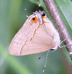 Electrostrymon endymion