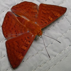 Emesis mandana
