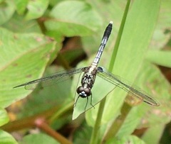 Erythrodiplax kimminsi