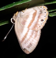 Euselasia melaphaea