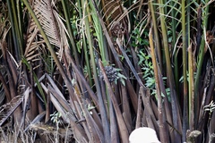 Nypa fruticans